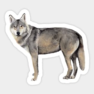 Grey Wolf Sticker